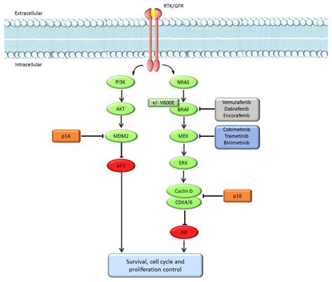 Cancers Free Full Text Efficacy Of Braf And Mek Inhibition In Patients With Braf Mutant