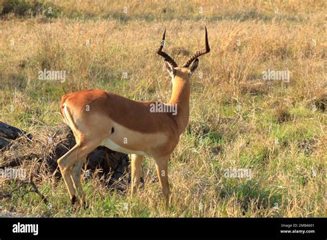 One Impala Buck Facing The Tourist At The Kruger National Park In South