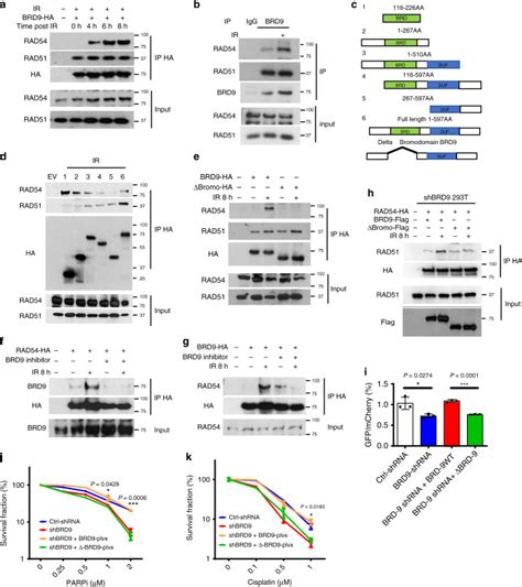 The Bromodomain Containing Protein BRD 9 Orchestrates RAD51 RAD54