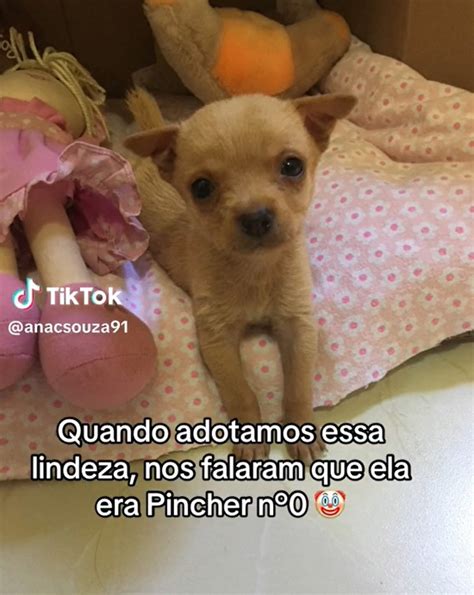 Mulher Que Acreditou Ter Adotado Pinscher Zero Mostra Como Pet Est Hoje