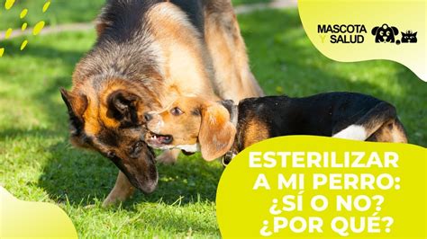 Castrar O Esterilizar A Mi Perro Pros Contras Mascota Y Salud