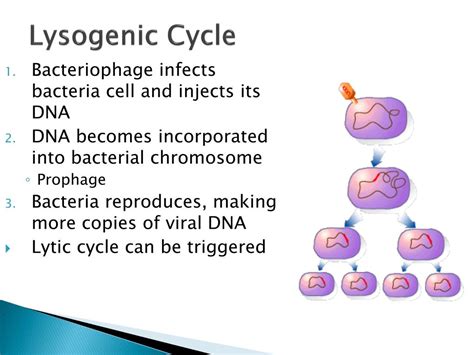 Ppt The Genetics Of Viruses Powerpoint Presentation Free Download Id1936406