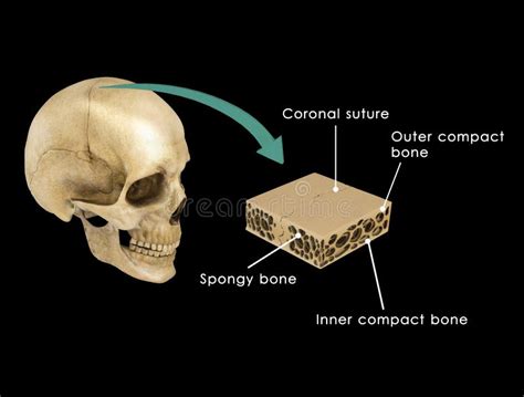 Suture Between Skull Bones Stock Illustration Illustration Of Nasal