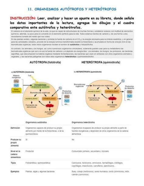 11 Organismos AutÓtrofos Y HeterÓtrofos Pdf