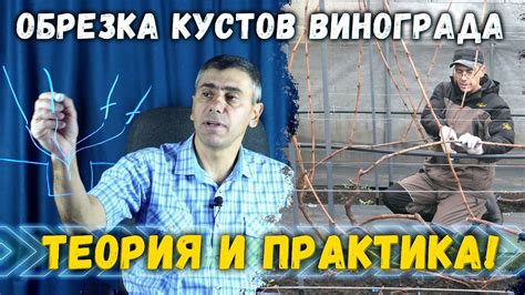Обрезка и формировка кустов винограда - YouTube