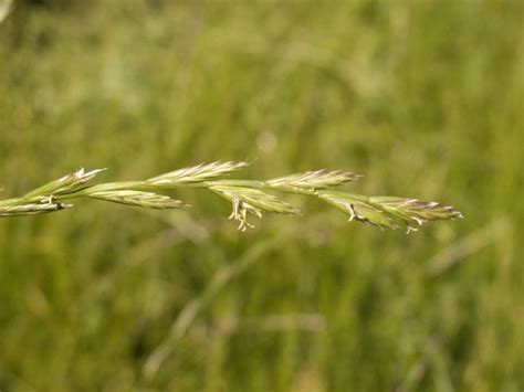 Fescue Vs Ryegrass