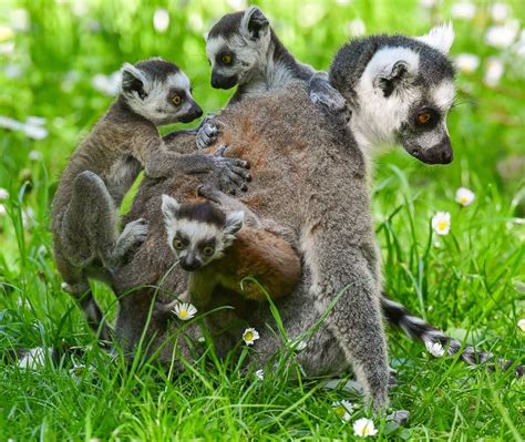 Baby Lemurs Get a Ride From Mom Picture | Cutest baby animals from ...