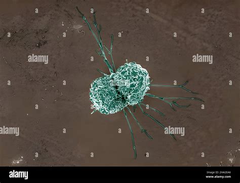 Macrophage White Blood Cell Hi Res Stock Photography And Images Alamy