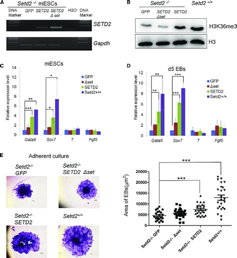 Enforced Expression Of Human Setd Can Rescue Endoderm Defects In Setd