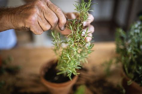 7 Easy Herbs To Grow Indoors That Will Spruce Up A Home This Old House