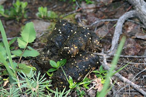 Black Bear Poop