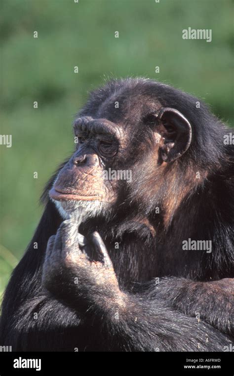 Chimp Chimpanzee Pan Troglodytes Stock Photo Alamy