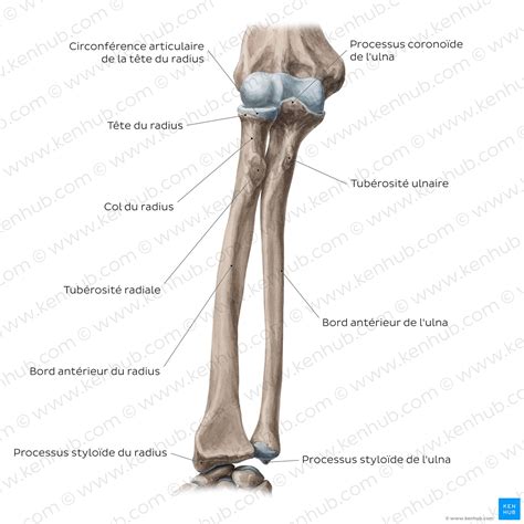 Radius Et Ulna Cubitus Fonction Et Anatomie Kenhub