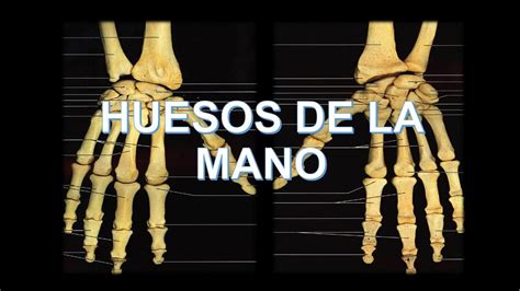 ANATOMÍA DE LOS HUESOS DE LA MANO Verónica Rodríguez uDocz