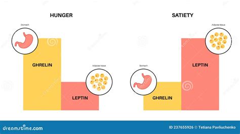 Hunger Appetite Hormones Stock Vector Illustration Of Health