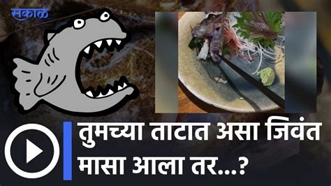 Viral Video Of Alive Fish तुमच्या ताटात असा जिवंत मासा आला तर