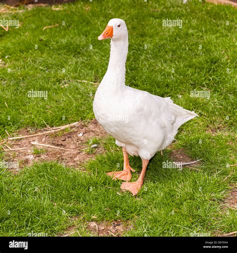A White Farm Goose At Hazel Brow Farm In The Village Of Low Row In