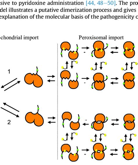 Proposed Folding And Dimerization Pathway Of Agt Mi And Of The