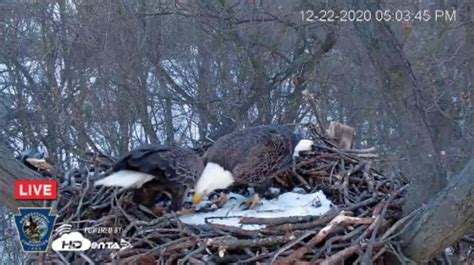 Pa Environment Digest Blog Game Commission Hanover Bald Eagle Cam