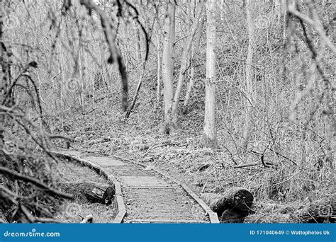 Wooden Path Background With Trees In Bandw Stock Image Image Of Birch