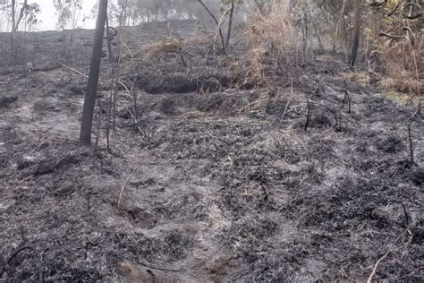 Kebakaran Gunung Sumbing Padam Setelah Hanguskan 240 Hektar