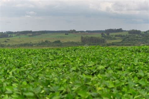 Soybean Plantation And Production Farm In Brazil Stock Photo Image Of