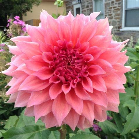 Wyns Pink Pearl Summer Plants Dahlia Flowers