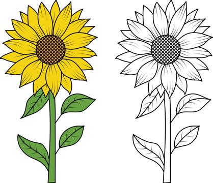 Sunflower Plant Clipart Free