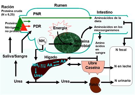 Esquema Simplificado Del Metabolismo Del Rumiante Images And Photos