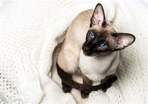 14 Facts About Seal Point Siamese Cats Picture Gallery Cat World