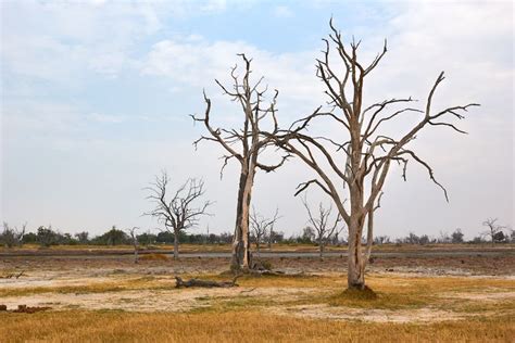 Ghost Forest Tree ‘Farts’ Contribute to Climate Change, Study Finds