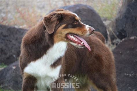 Allie Canyon Creek Aussies