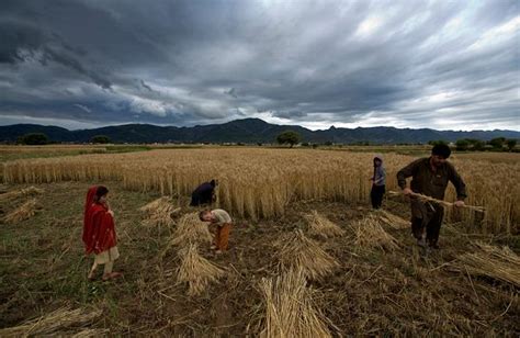 Srinagar District Top Performer In Agriculture Allied Sectors