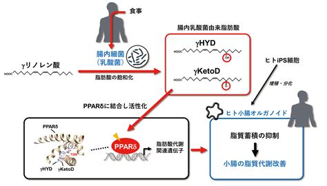 多価不飽和脂肪酸γリノレン酸の腸内乳酸菌代謝物γhyd、γketodが、核内受容体pparδを介してヒトips細胞由来小腸オルガノイドの