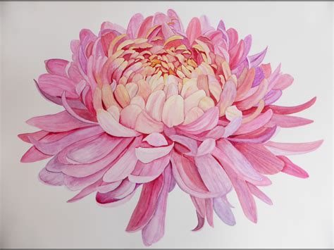 Chrysanthemum watercolor – Artofit