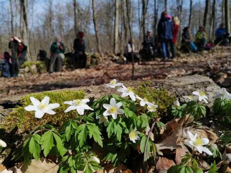 Kr Uter Fasten Wandern M Rz Naturasanatberlin Elopage