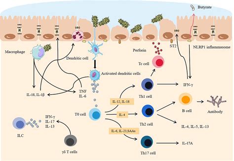 Frontiers Interaction Between Commensal Bacteria Immune Response And