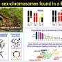 Universal Traits Spotted In Early Evolution Of Sex Chromosomes