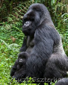 480 Gorilla screensaver ideas | gorilla, animals wild, primates