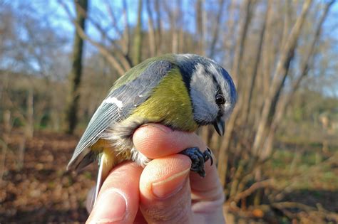 Des Oiseaux Dans Les Mains Vigie Nature