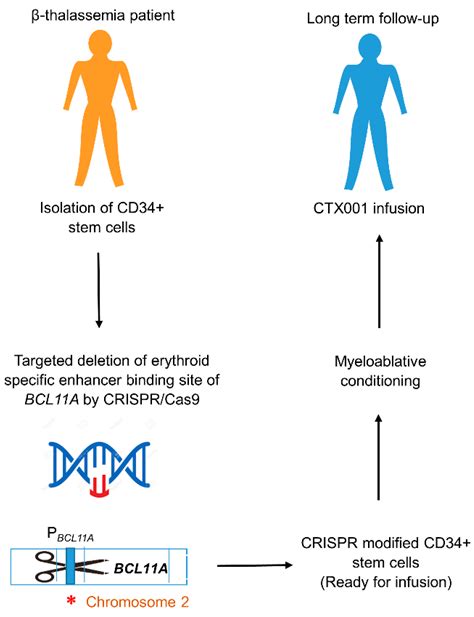 A Guide To Beta Thalassemia Crispr Gene Therapy Is A