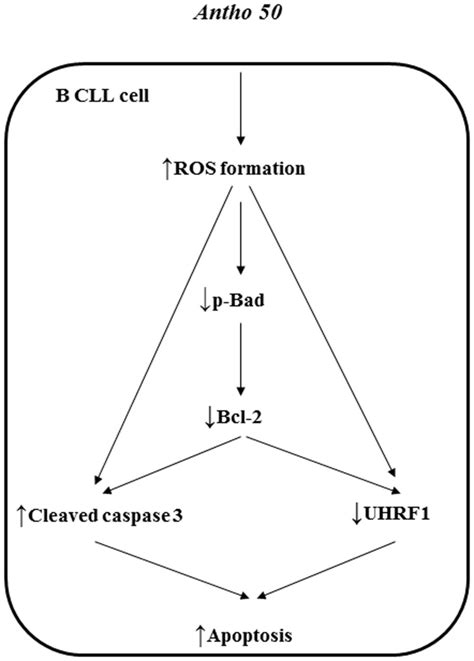 Schematic Summarizing The Pro Apoptotic Signaling Cascade In B Cll