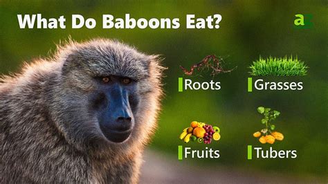 Baboon - A-Z Animals