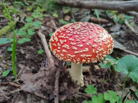 Beautiful Red Poisonous Fly Agaric Amanita Muscaria Mushroom In Forest