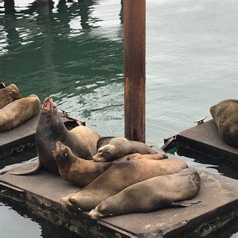 Newport Sea Lion Docks Updated November Photos