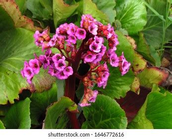 1,244 Badan Plant Royalty-Free Images, Stock Photos & Pictures ...