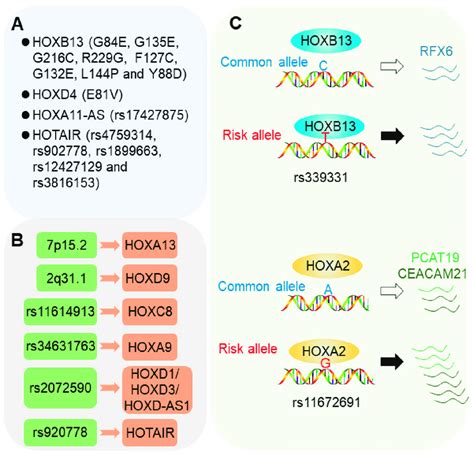 Involvement Of Hox Genes In Cancer Susceptibility A Coding Mutations