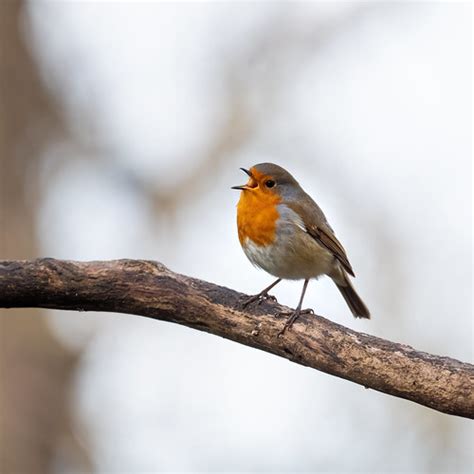 Rocking Robin Sorry For The Colossal Dump Of Images I Jus Flickr