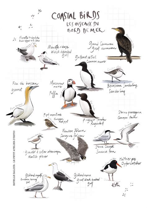 Affiche Oiseaux Du Bord De Mer A4 Etsy