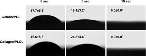 Full Article Electrospun Gelatin Pcl And Collagen Plcl Scaffolds For